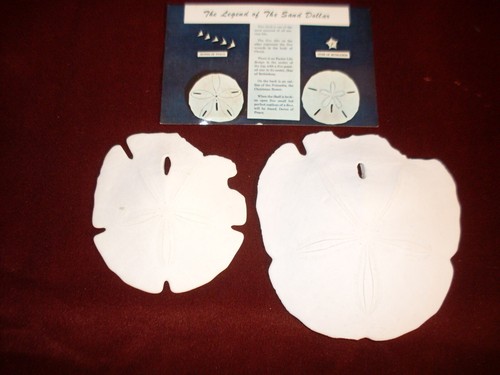Two Sand Dollars with Sand Dollar Legend Post Card.  5" and 3 3/4" dollars