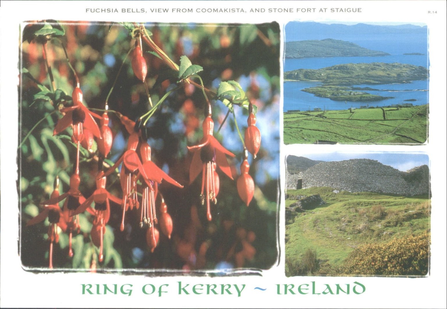 Ring of Kerry Ireland Postcard - Fuchsia Bells, Coomacista, Staigue Fort