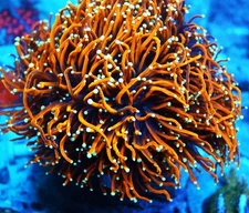 WWC Dragon Soul Torch Frag Zoanthids Paly Zoa SPS LPS Corals