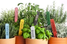 Herb Garden Seeds Collection (10-Pack) - 100% Non GMO, Open Pollinated Varieties