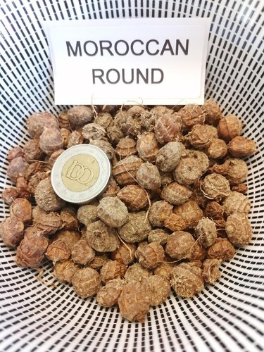 Marokkanische runde Erdmandel - Moroccan Tigernuts - Chufa - 25+ Knollen T 024