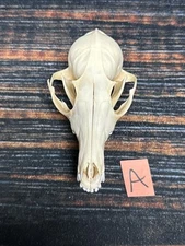 Real Red Fox Unique Animal Mount Halloween Skull Art Craft Mountain Man Canine