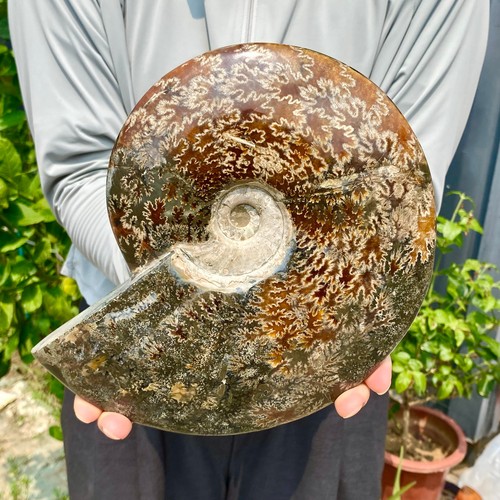 4.67LB Natural Fossil Snail Agate Fancy Cabochon Gemstones - Picture 8 of 12