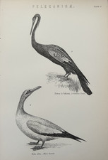 Antique Print Bird Engraving c1870 Le Vaillant’s Darter & White Gannet Coastal