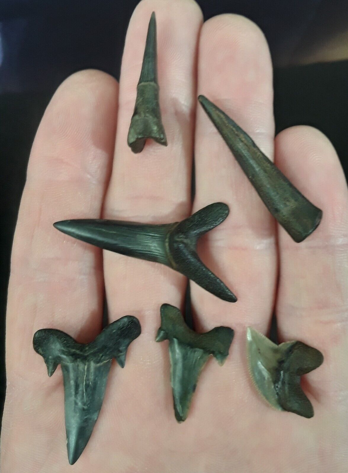 Sawshark Teeth for Sale Shark Teeth Store