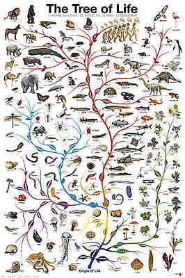 Evolutionary Chart Of Life