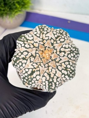 Astrophytum V-Type (at6) (y2) | Rare Star Cactus