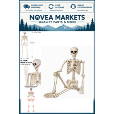 36" Life Size Skeleton - Posable Joints, Scary Plastic Decor for Halloween Parti