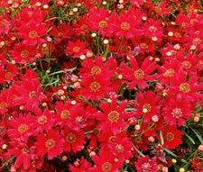 COREOPSIS PLAINS RED DWARF Coreopsis Tinctoria - 5,000 Bulk Seeds