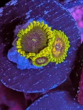 WYSIWYG RARE High End GB Golden Leopard Zoanthid Zoa Live Coral WWC Strat Krak