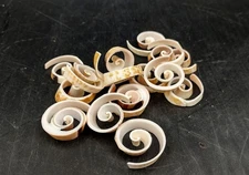 Swirl Cut Strombus Seashell (15 shell slices approx. 0.75+ inches)