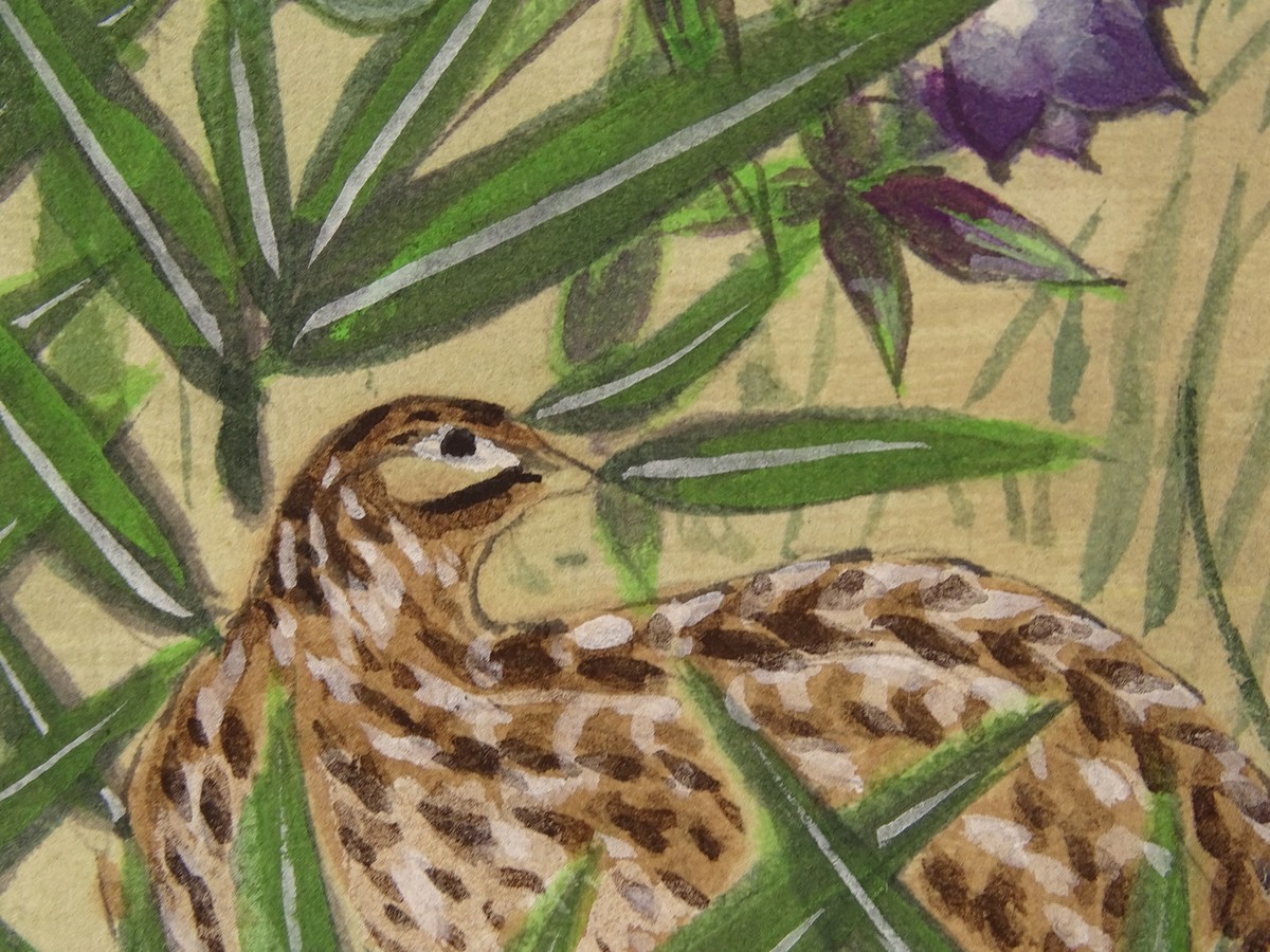 絵画 flk023702 IK456 Quail Bird Animal Flower Hanging Scroll Japanese