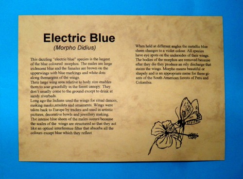 ELECTRIC BLUE GIANT MORPHO BUTTERFLY - Picture 3 of 4