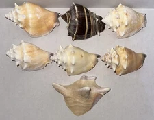 6pc Several Fighting Conch Sea Shells 3" (Melongena Corona & Or Strombus Alatus)