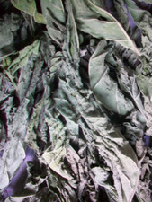 Datura inoxia LEAVES Dried Moonflower Thornapple Herb metel meteloides US Grown