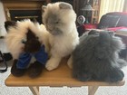 Three fluffy kitties one all gray one gray face and one Himalayan.