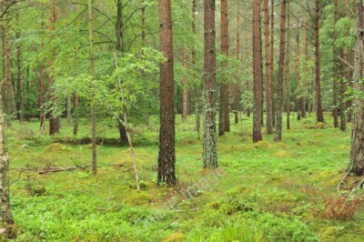 Photo 6x4 Forest near Lethen Littlemill/NH9150  c2010