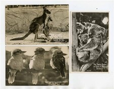 Australian Animals Postcards Kangaroo Joey 3 Koala Bears Kookaburras Taronga Zoo