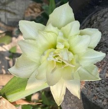 Imported Double Amaryllis Lily Flower Bulbs for Gardening, Pack Of 2 bulb