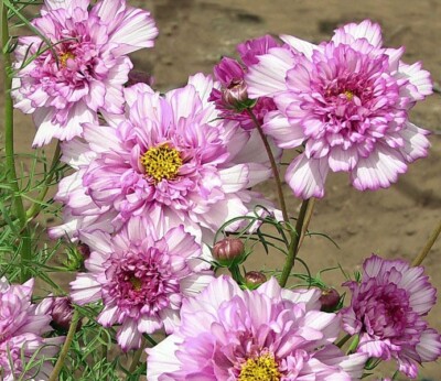 200+ Double Click Rose Bon Bon Cosmos Seeds for Garden - USA - FREE ...