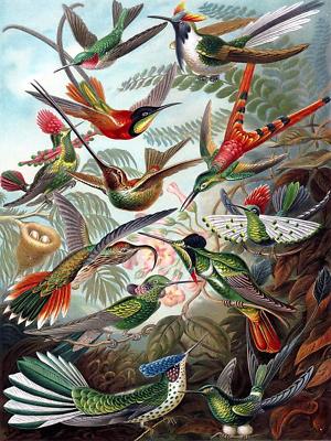 Colorful Birds by E. Haeckel Tile Mural Kitchen Bathroom Wall Backsplash Ceramic