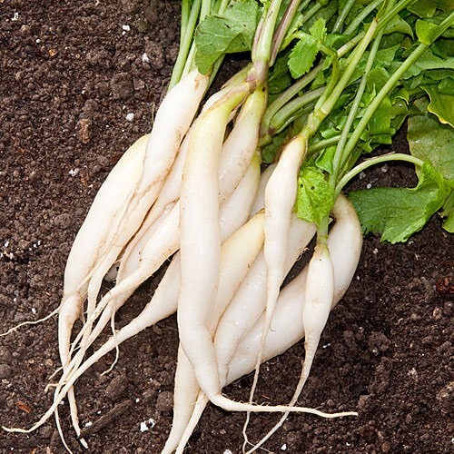 Wholesale Vegetable Seed Cache 190 Heirloom Varieties GARDEN/STORAGE non gmo - Picture 211 of 255