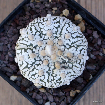 A4846 ASTROPHYTUM SUPERKABUTO STAR pot9-H5-W6 cm MaMa Cactus