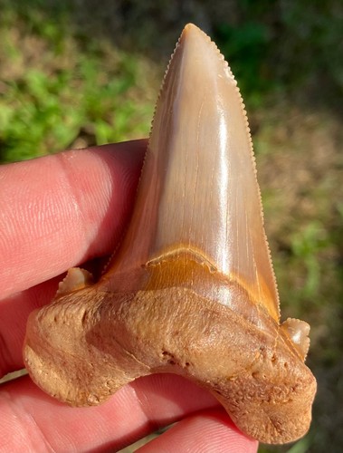 BEAUTIFUL COLORED 3" OTODUS AURICULATUS USA MEGALODON SHARK TOOTH Fossil ByAeons - 第 1/2 張圖片