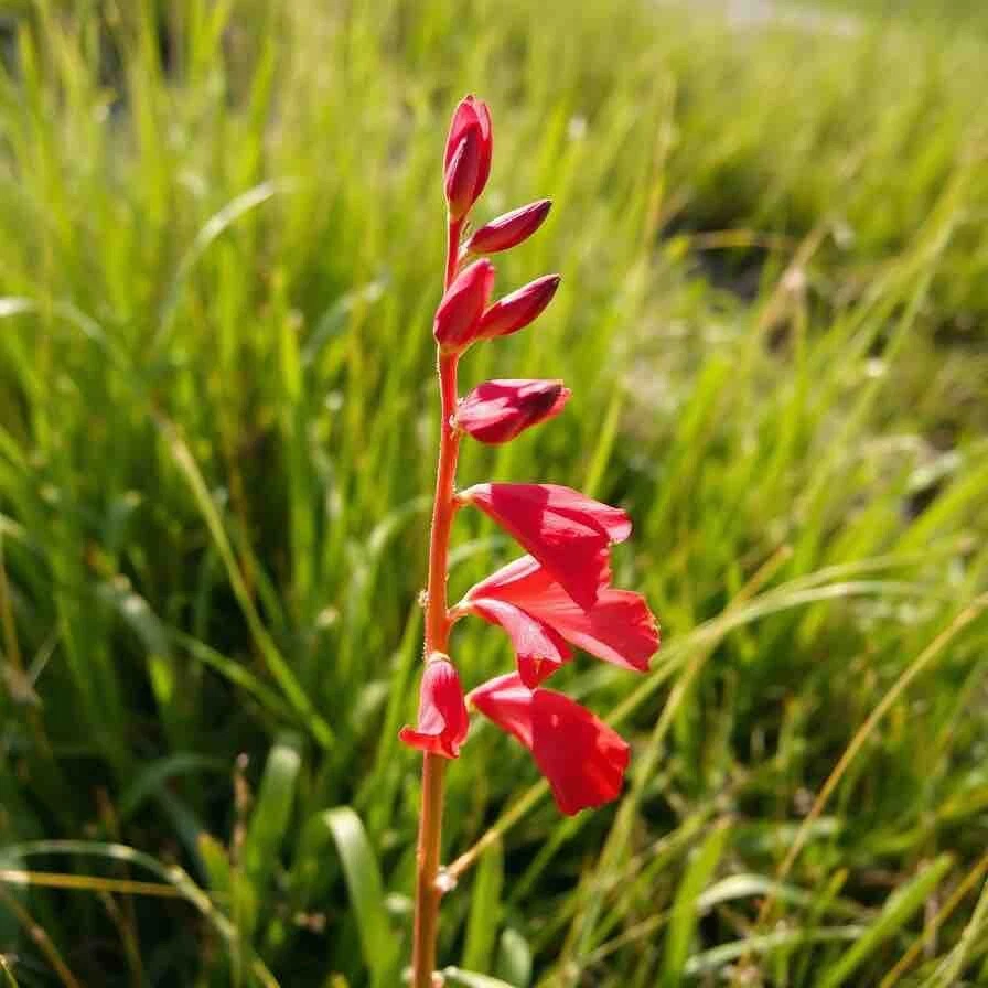 Lengua de barba perenne colibrí rojo Penstemon Eatons 250 semillas sin OGM Foto 3 de 4