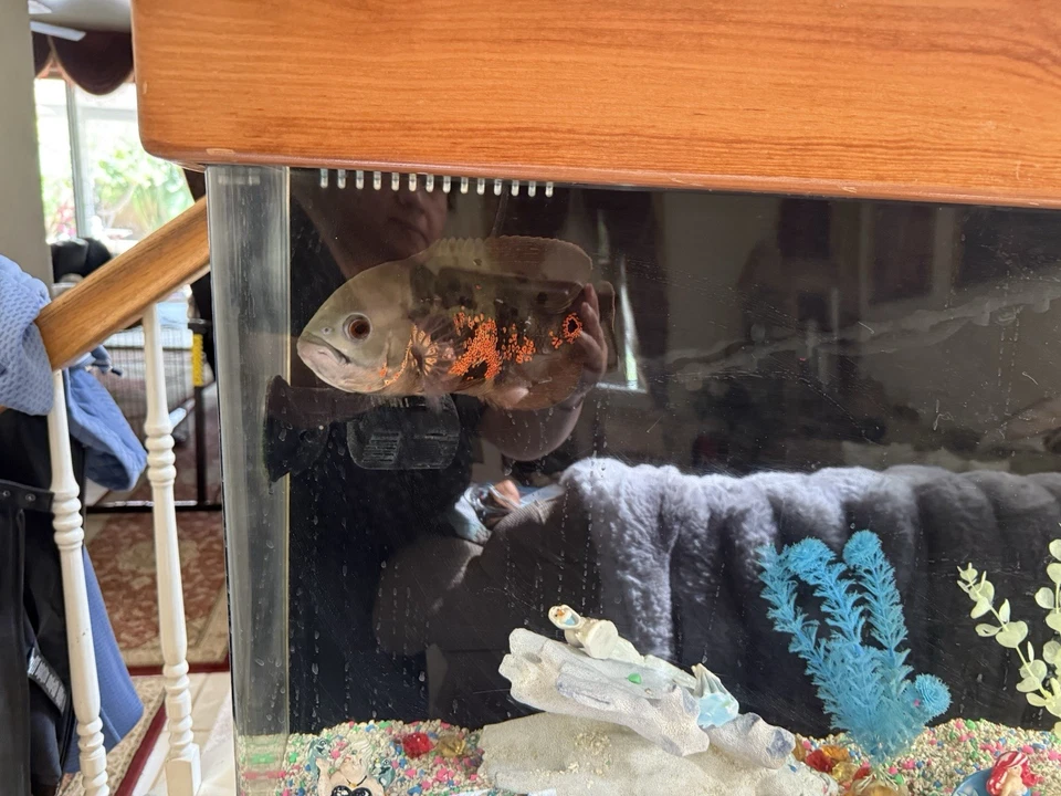 Fish Tanks With Fishes For Sale. All Heavy Plastic Not Glass. - Image 3 of 4