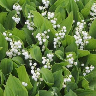 Convallaria majalis 10 Stück frische Samen, Maiglöckchen Samen, Maiglockensamen