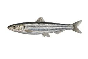 European Anchovy Fish Self Adhesive Vinyl Sticker