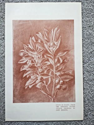 Studie einer Pflanze, nach Originalzeichnung von John Sedding - antiker Druck - 1899
