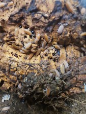 20ct porcellionides powder orange live isopods