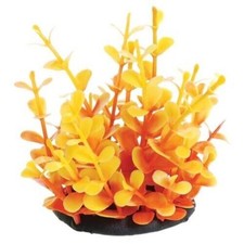 RA UNDERWATER TREASURES Orange Moneywort - 2.5"