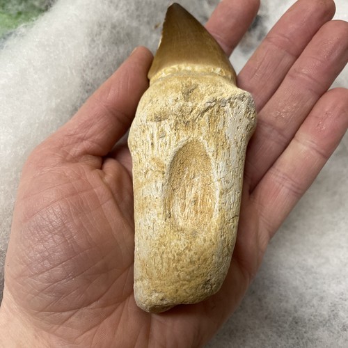 Mosasaurier und Wurzel Marokko 73-65 Millionen Jahre alt - Bild 10 von 12