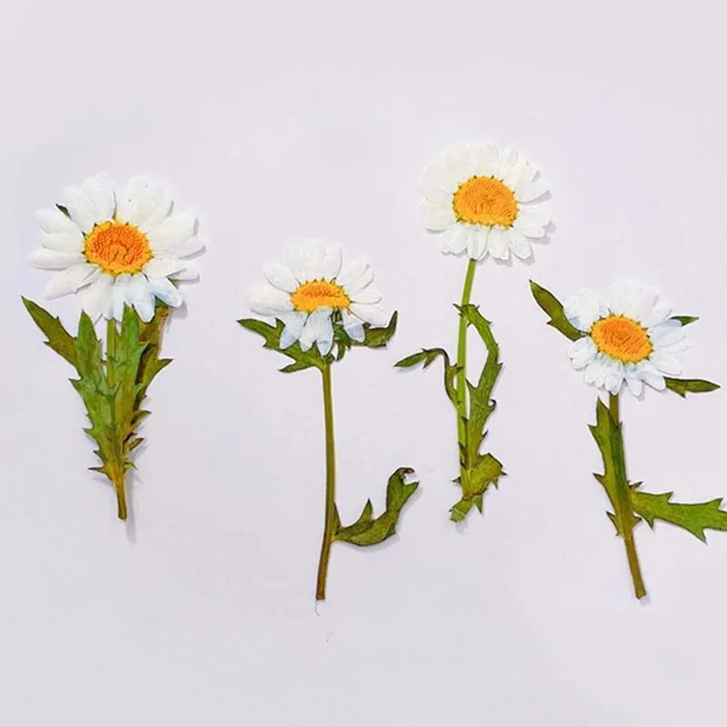 Dried Plants White Daisy Pressed Flowers-Natural Leucanthemum