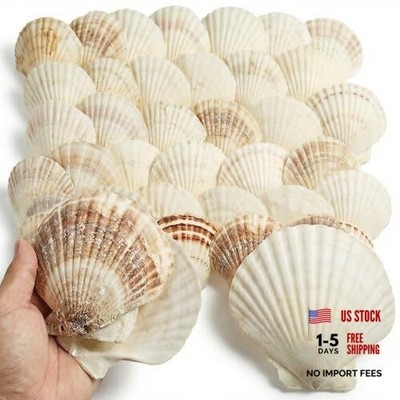 60PCS Large Scallop Shells for Crafts 4-5 inch Clam Shells for Decoupage Beach