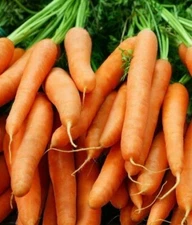 LITTLE FINGER BABY CARROT SEEDS 1000+ vegetable GARDEN culinary FREE SHIPPING