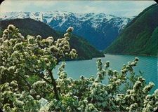 Ulvik in Hardanger Norway Mountain View Vintage Postcard Ocean Trees Nature Unp