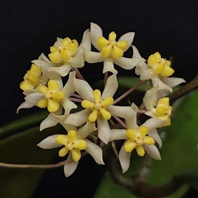 Hoya Padangensis Rare Wax Plant