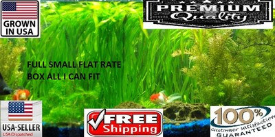 #ad #ad Jungle val FULL SMALL FLAT RATE BOX Easy Aquarium Plant aquascaping planted tank $34.99