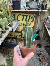 Pachycereus marginatus  Mexican Fence Post Cactus 5"Tall #7G This Plant