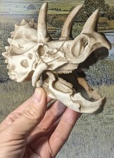 Dinosaur Skull Triceratops Replica Resin Model. Superb Detail. Not a real Fossil