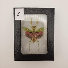 Creobroter Gemmatus Real Jeweled Flower Mantis Female Framed From Collection #6
