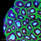Corals of Eden ~ WYSIWYG Live Coral Frag ~ GI Joe Favia ~ LPS SPS Soft Coral — photo 7