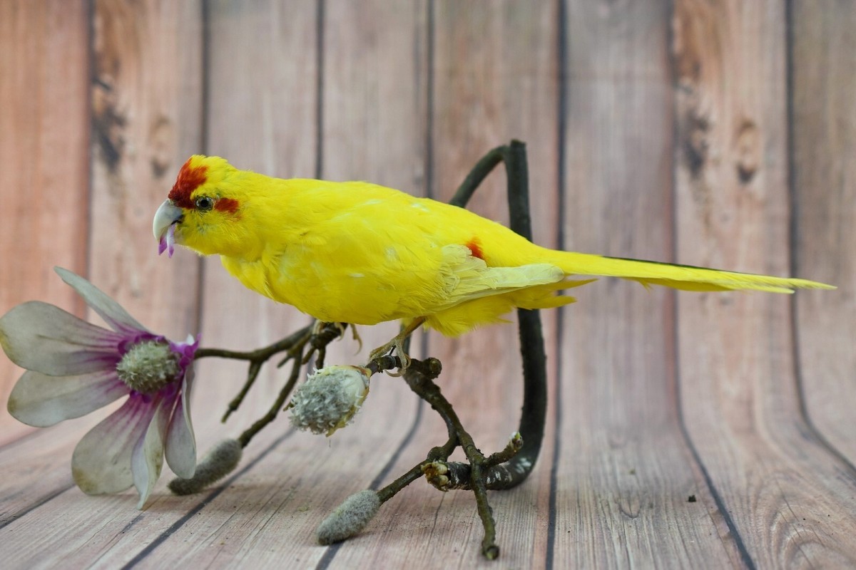 Yellow Drone Parrot Travis Drone Parrot Airborne Cargo Travis