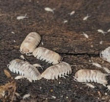 15 Armadillidium espanyoli "Marbelized" Isopods - Bioactive