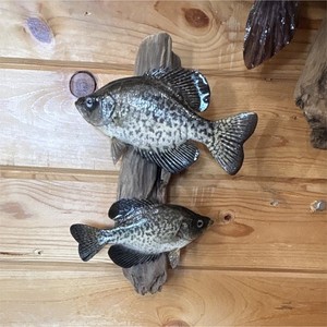 Crappie Fish Taxidermy Wall Mount Double Fish Display on Wood Plaque