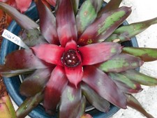 Neoregelia CLOSE OF DAY Bromeliad one tropical plant MEDIUM 